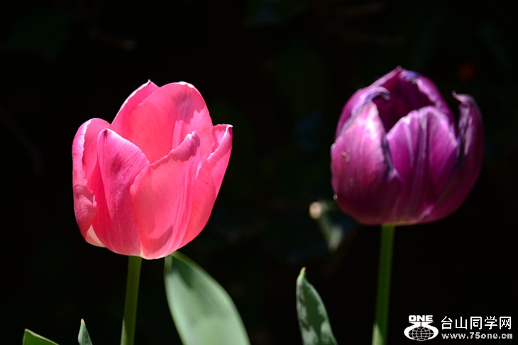 DSC_0798_.jpg