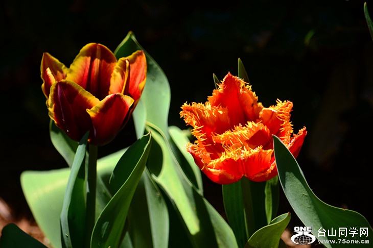 DSC_0803_.jpg