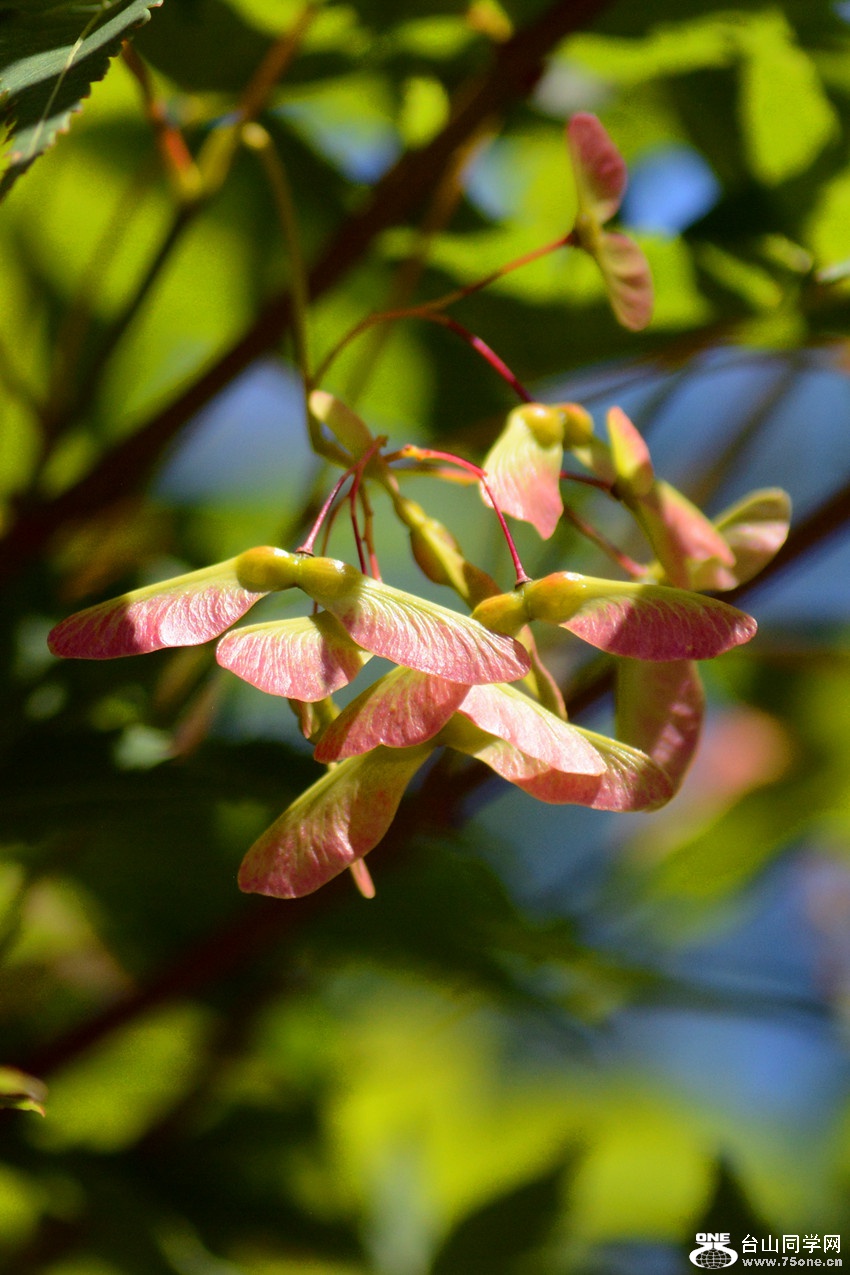 DSC_6421_49.jpg