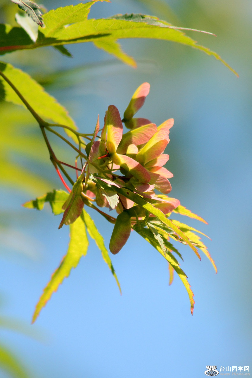 DSC_6550_9.jpg