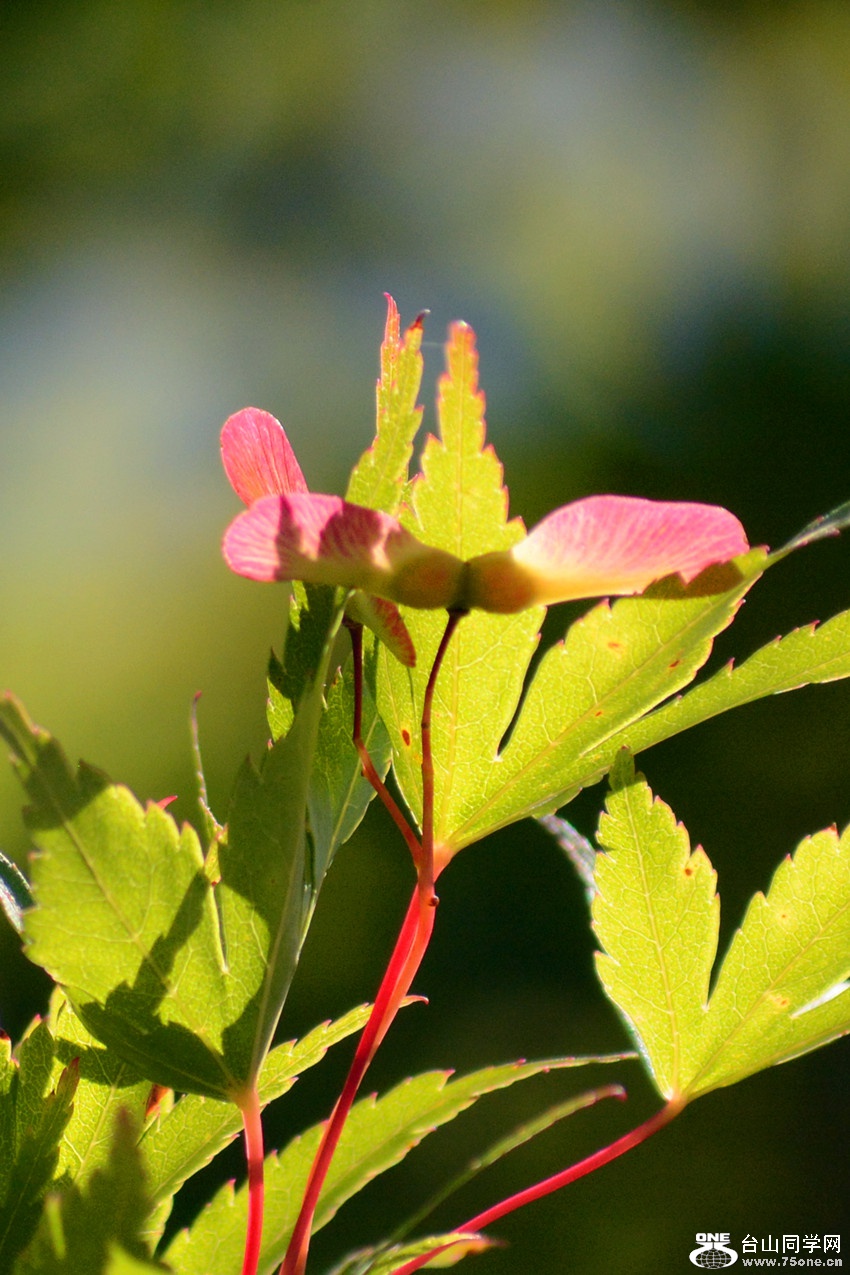 DSC_6443_40.jpg