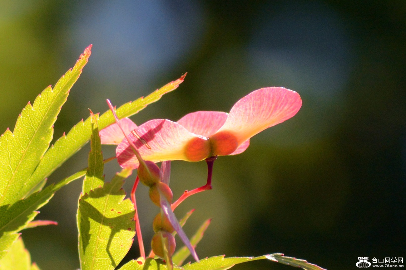 DSC_6440_42.jpg