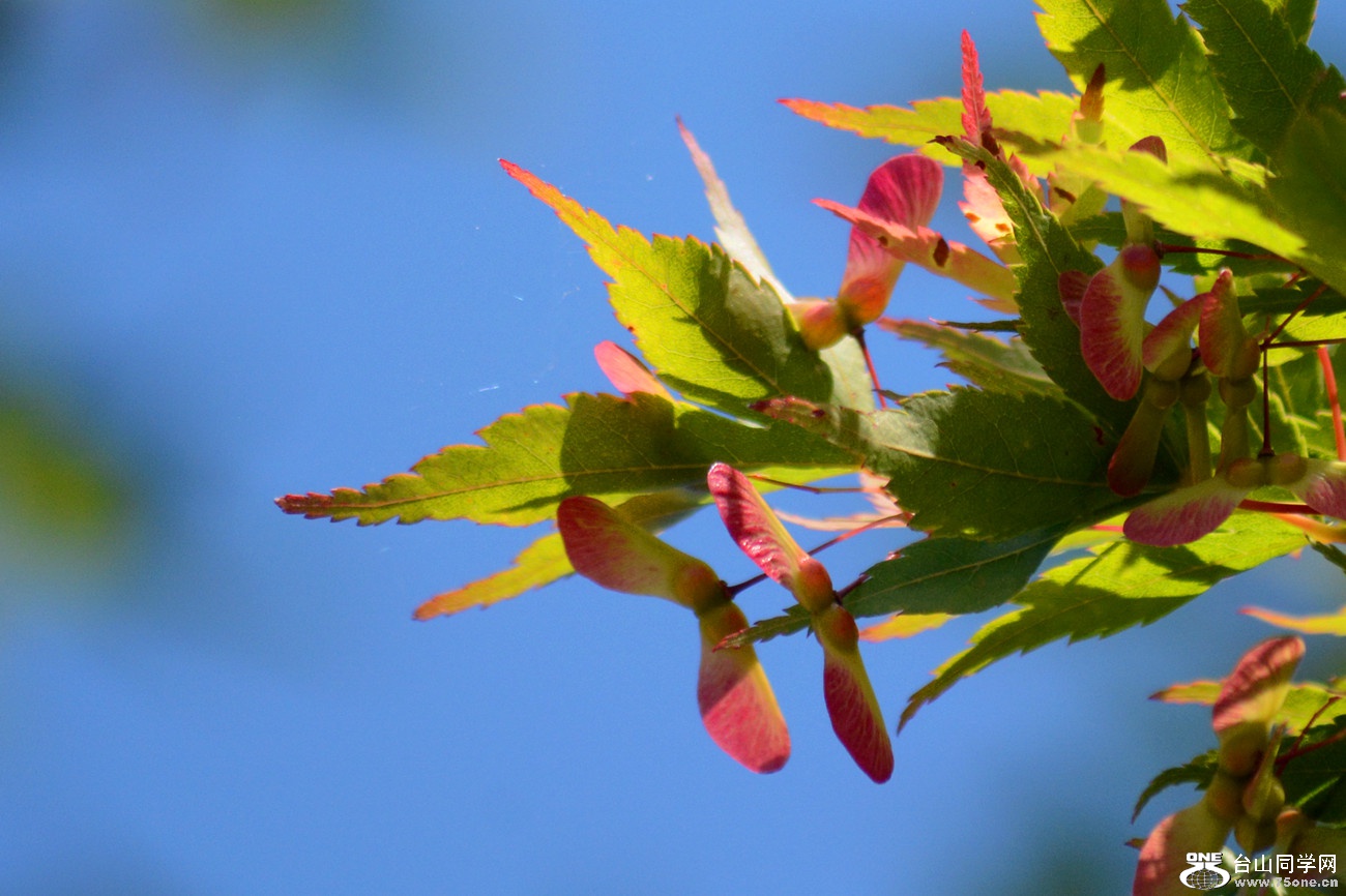DSC_6449_37.jpg