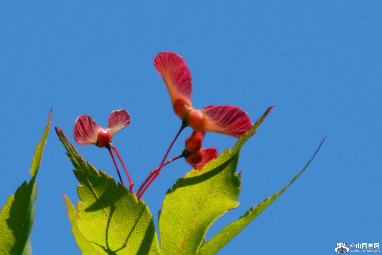 DSC_6447_39.jpg