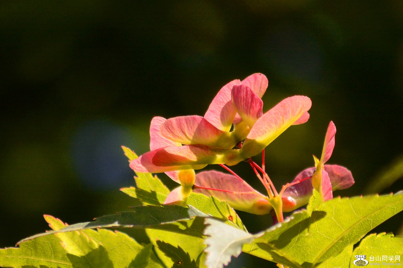 DSC_6510_18.jpg