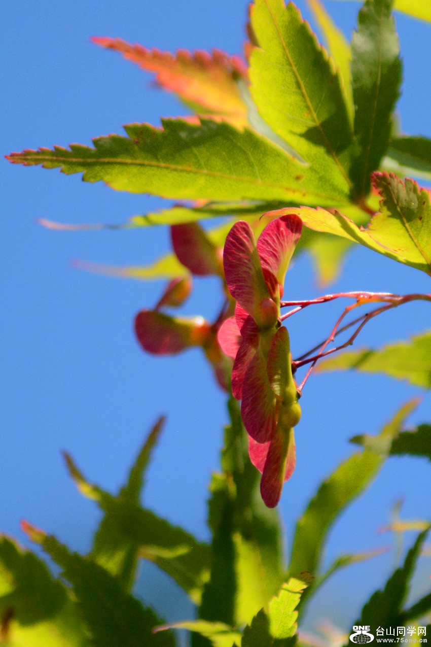 DSC_6450_37.jpg