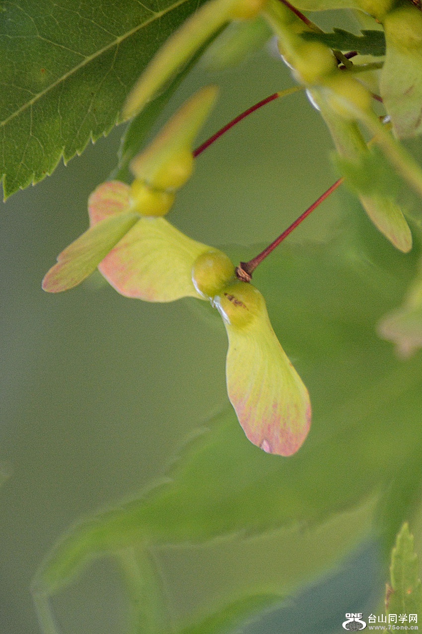 DSC_6452_36.jpg