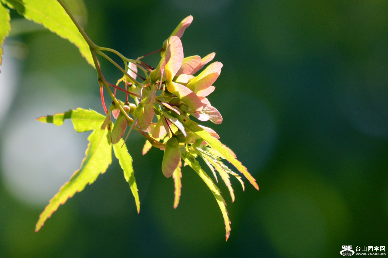 DSC_6554_8.jpg