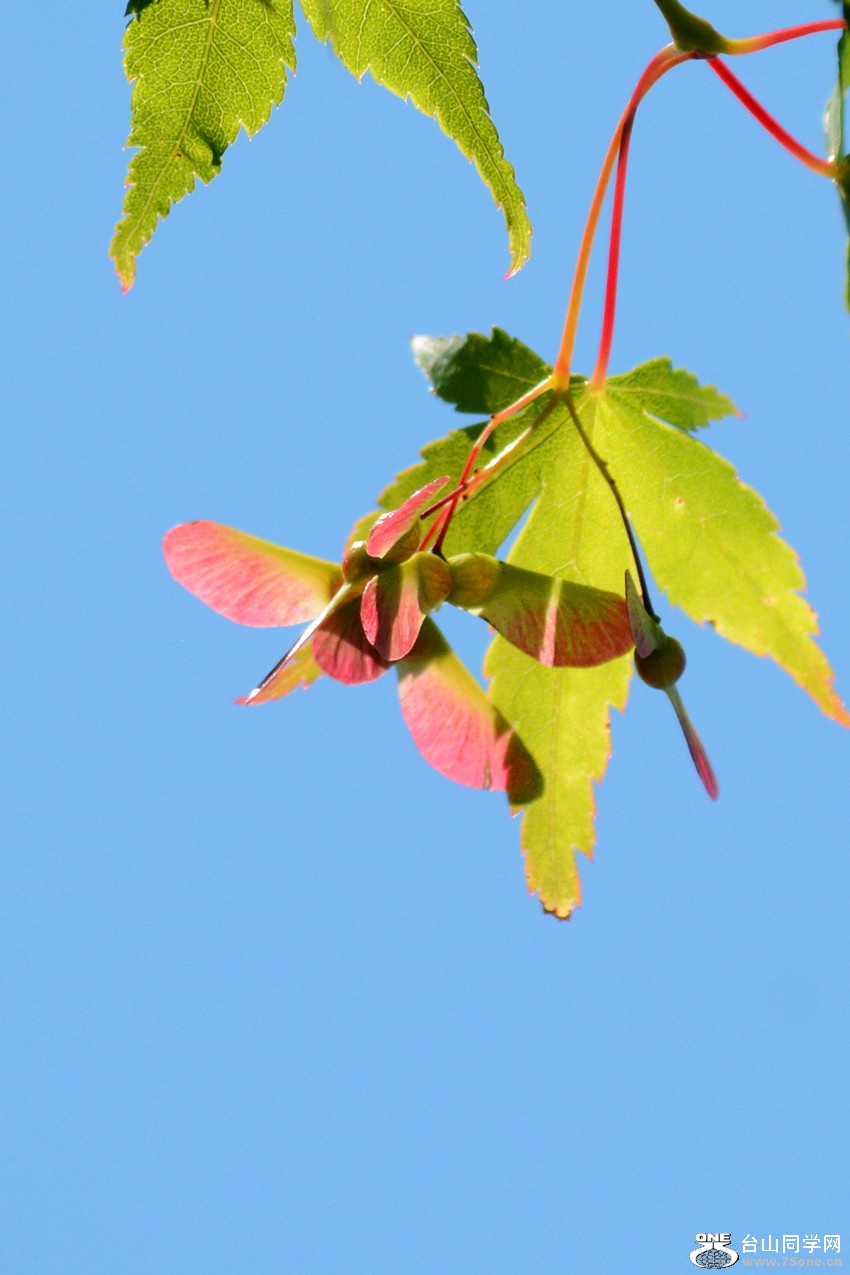 DSC_6471_31.jpg