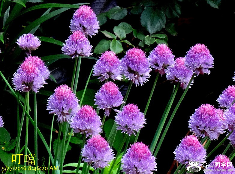 DSC04110b_1.jpg