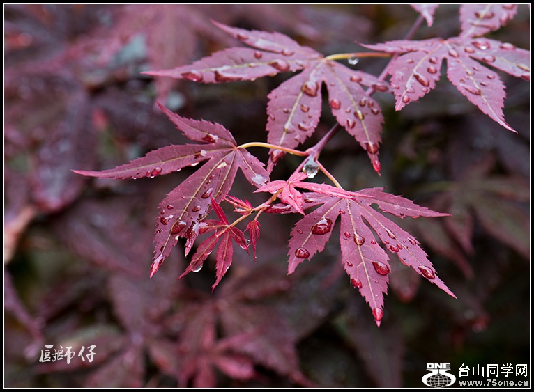 DSC_8512.jpg