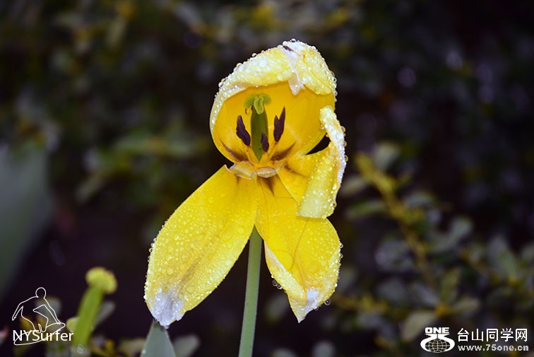 DSC_71066.jpg