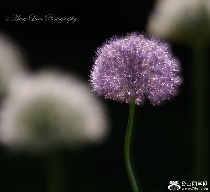 IMG_2166.jpg