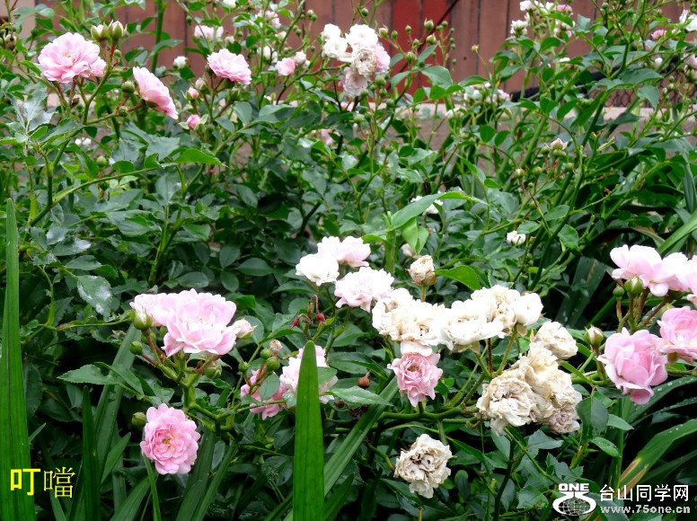 DSC04485a_1.jpg