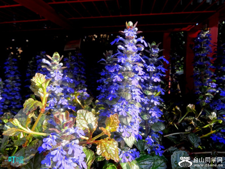 DSC02697a_1.jpg