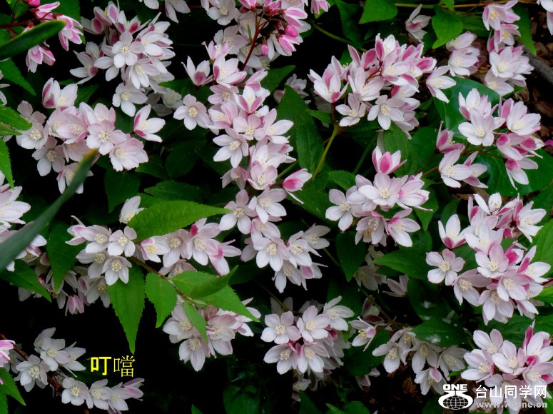 DSC03585_1.JPG