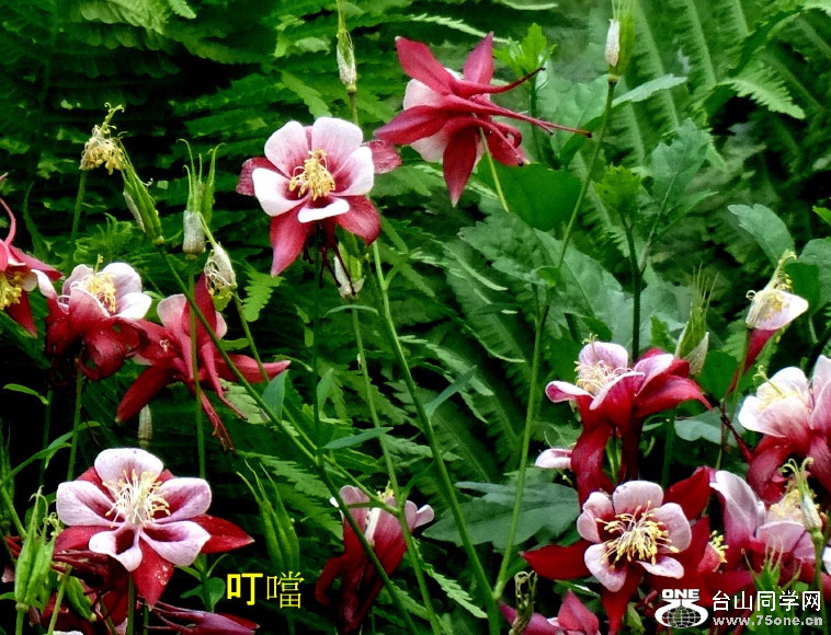 DSC04098a_1.jpg