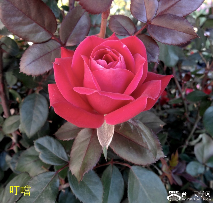 DSC02573a_1.jpg
