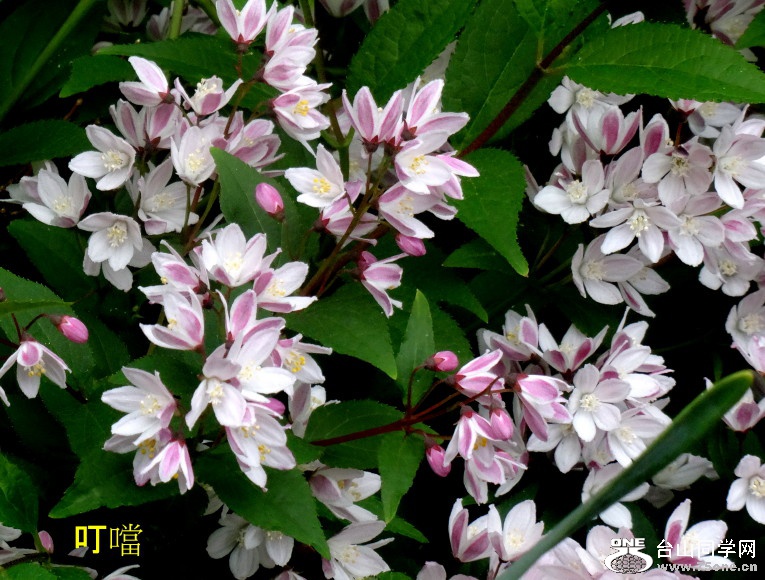 DSC03586_1.JPG