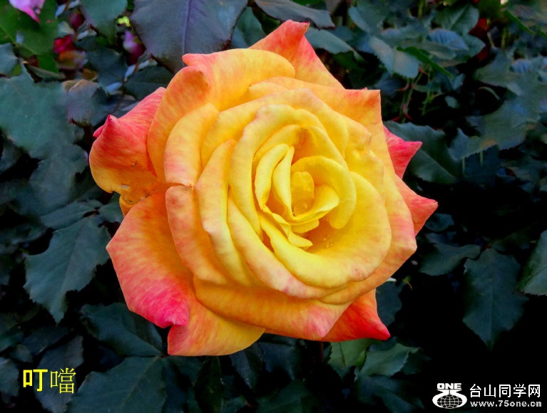 DSC01508x_1.jpg