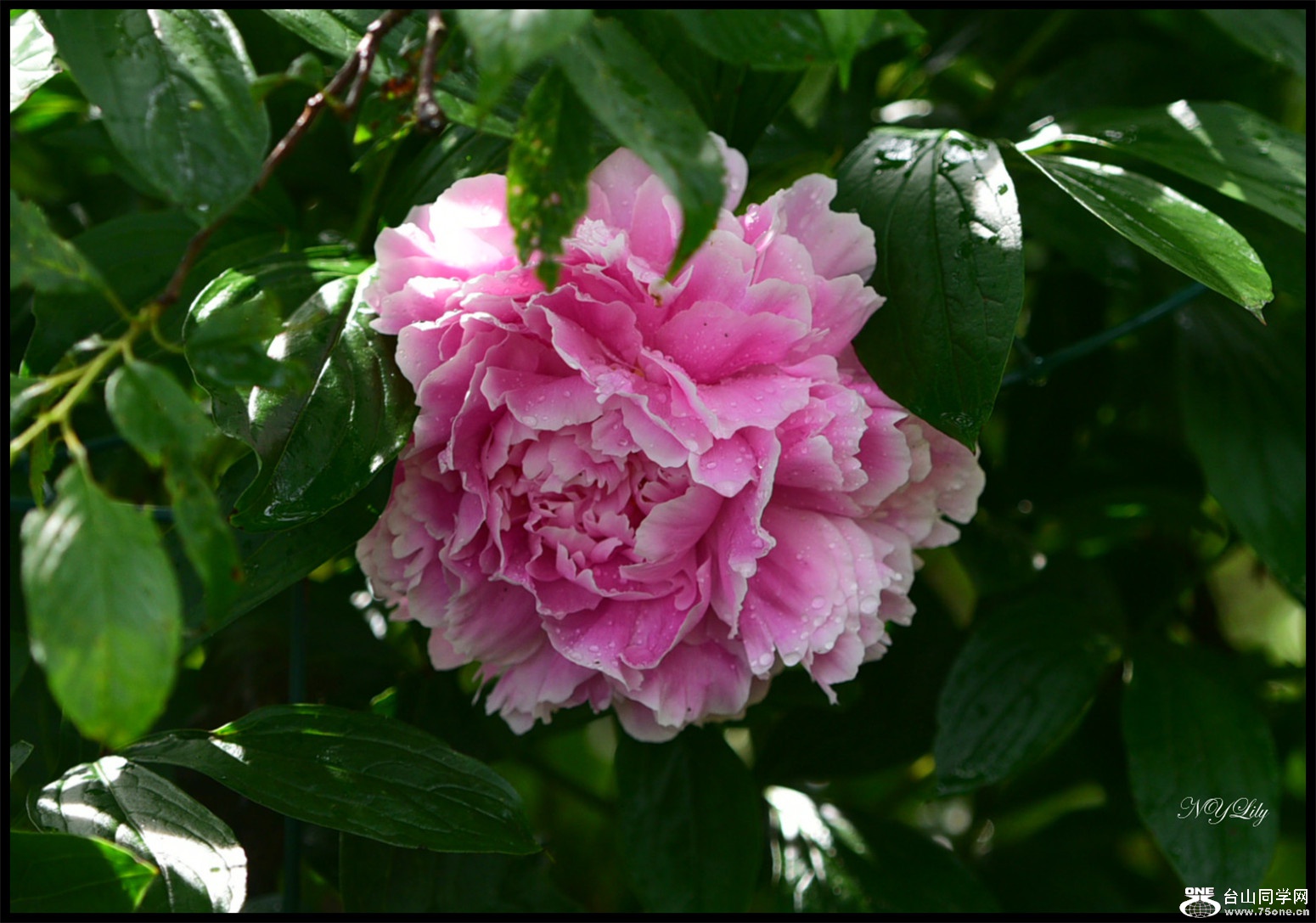 DSC_5883.jpg