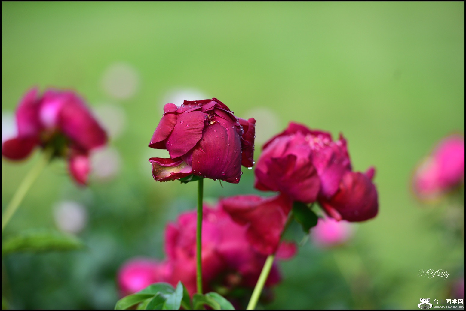 DSC_5925_meitu_52.jpg