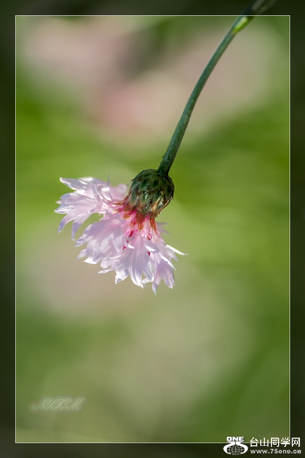 DSC_7145_.jpg
