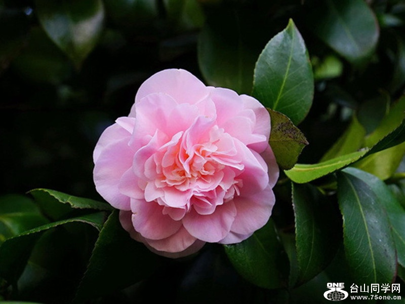 DSC_2075.jpg