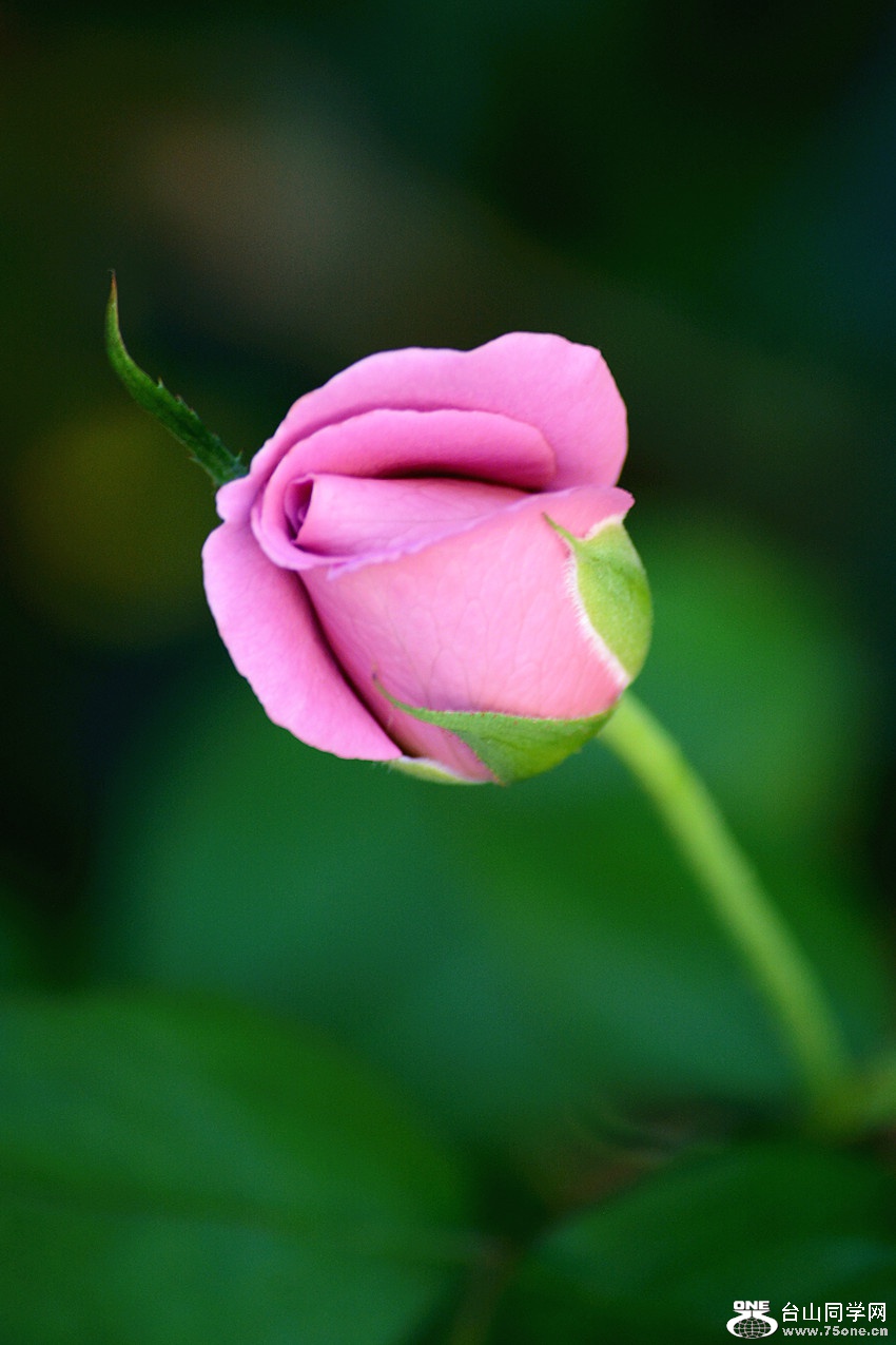 DSC_8721_4.jpg