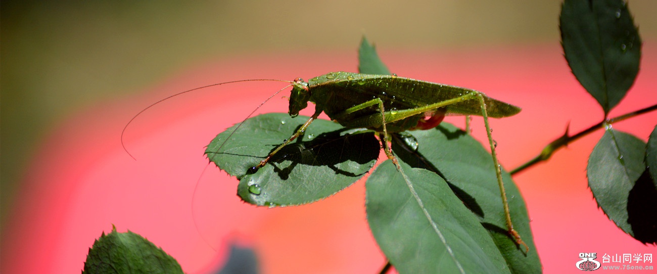 DSC_8942_35.jpg
