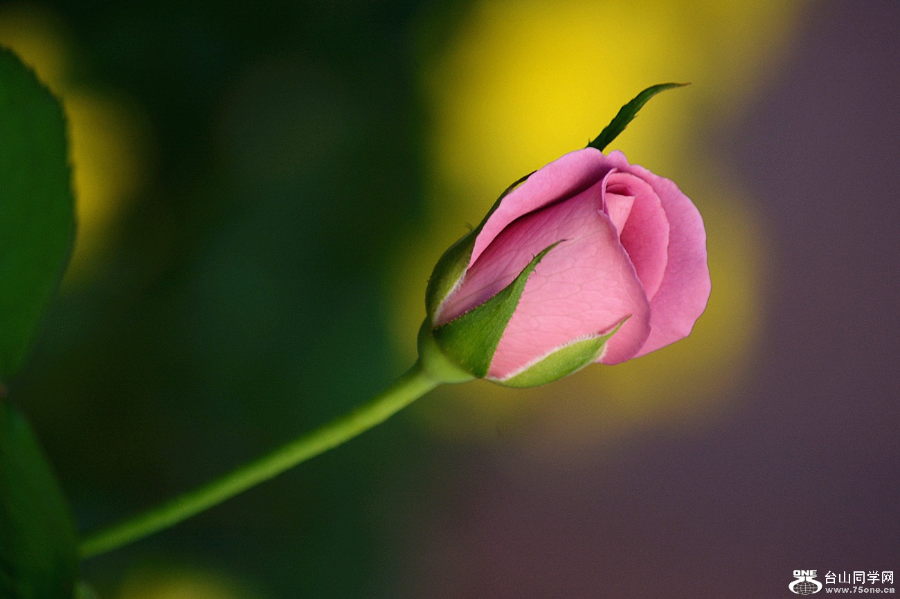DSC_8689_13.jpg
