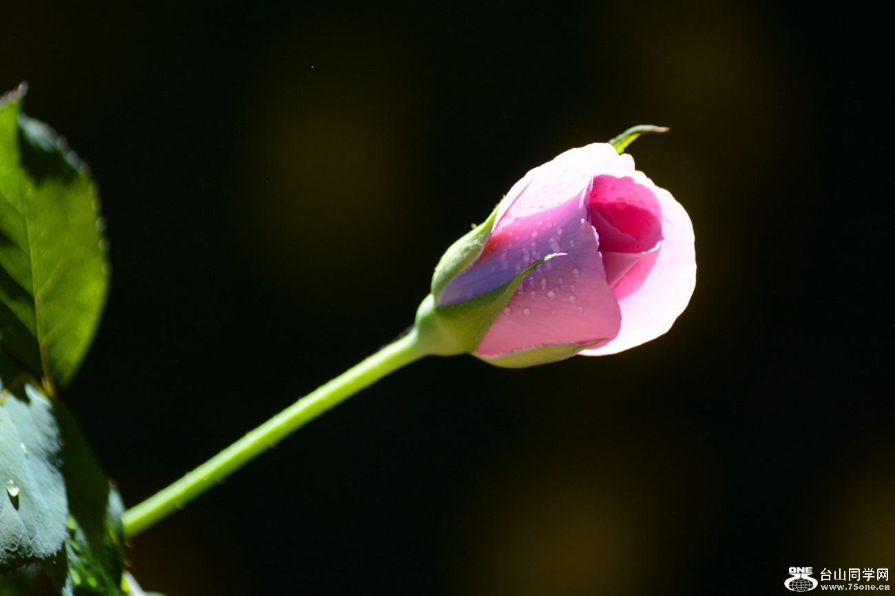 DSC_8770_25.jpg