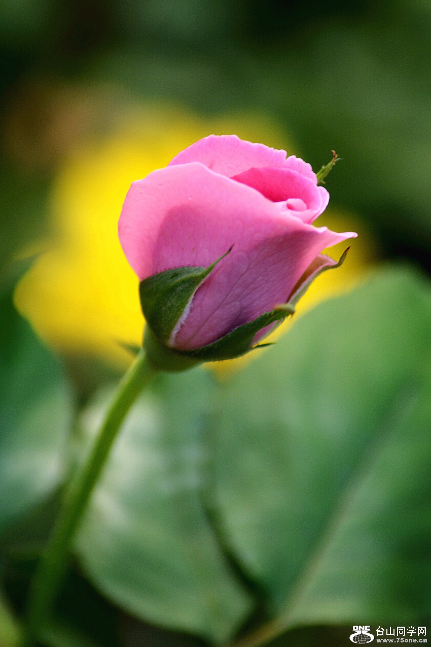 DSC_8678_17.jpg