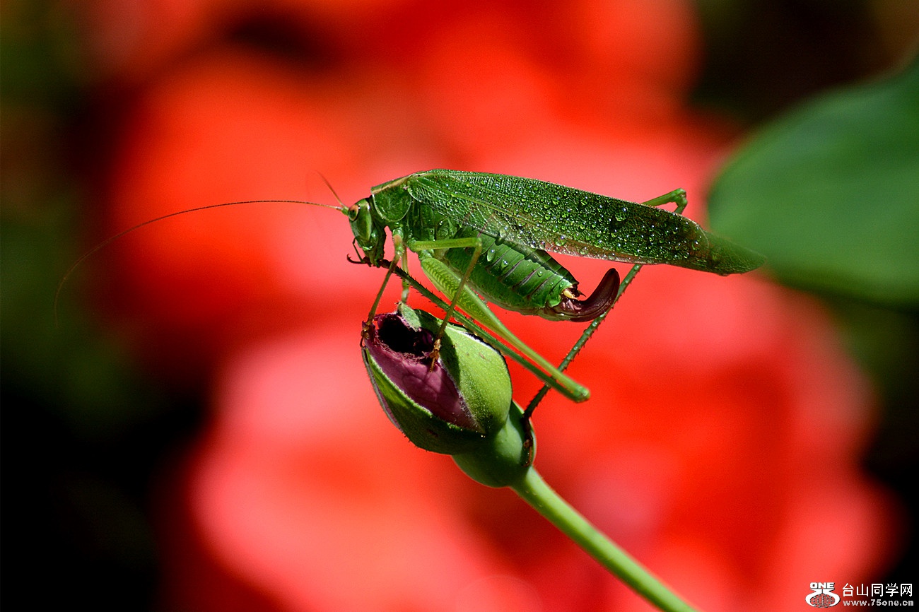 DSC_9165_6.jpg