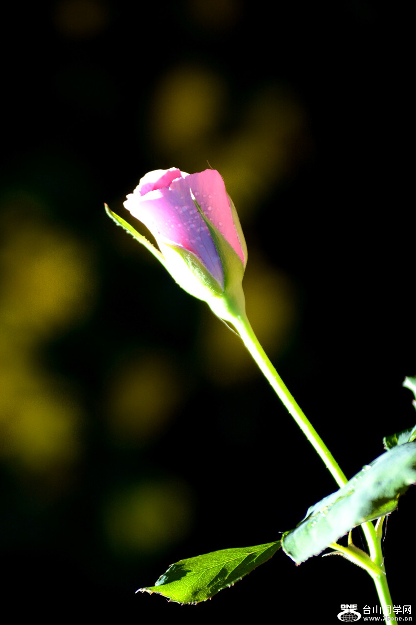 DSC_8776_23.jpg