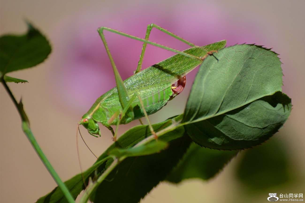 DSC_8866_45.jpg