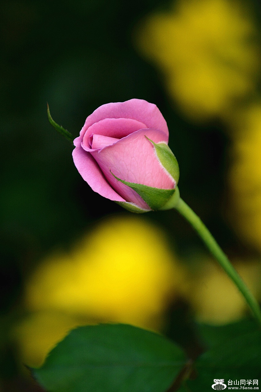 DSC_8695_12.jpg
