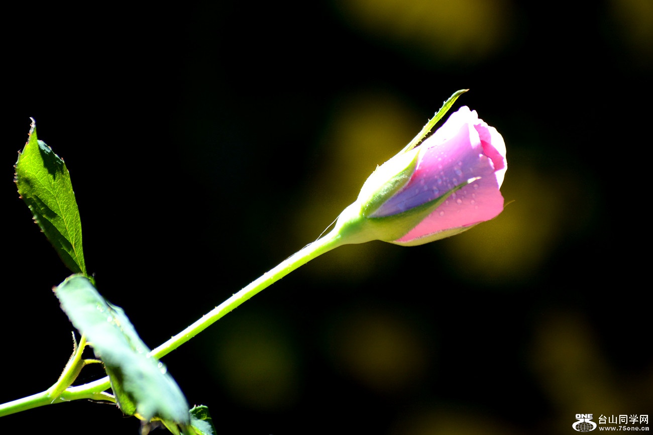 DSC_8774_22.jpg