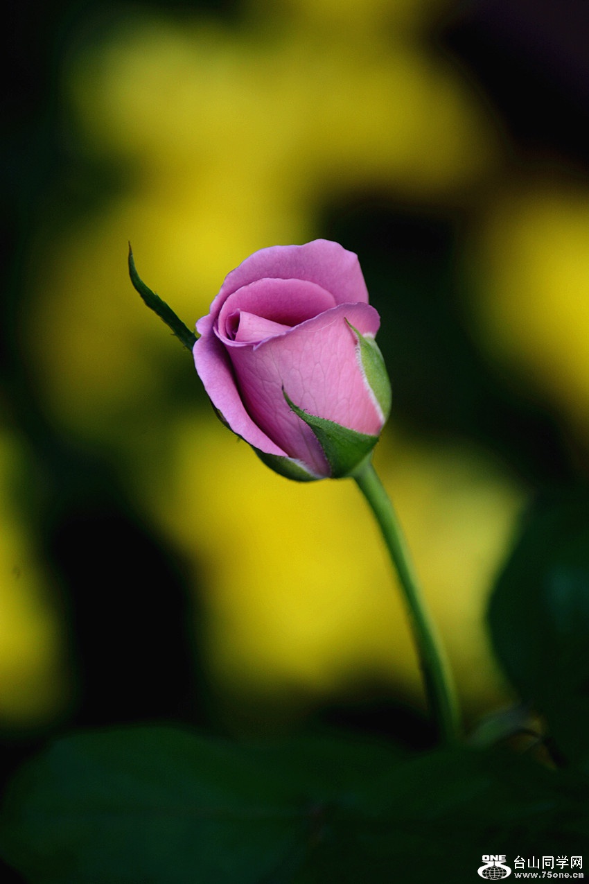 DSC_8710_8.jpg