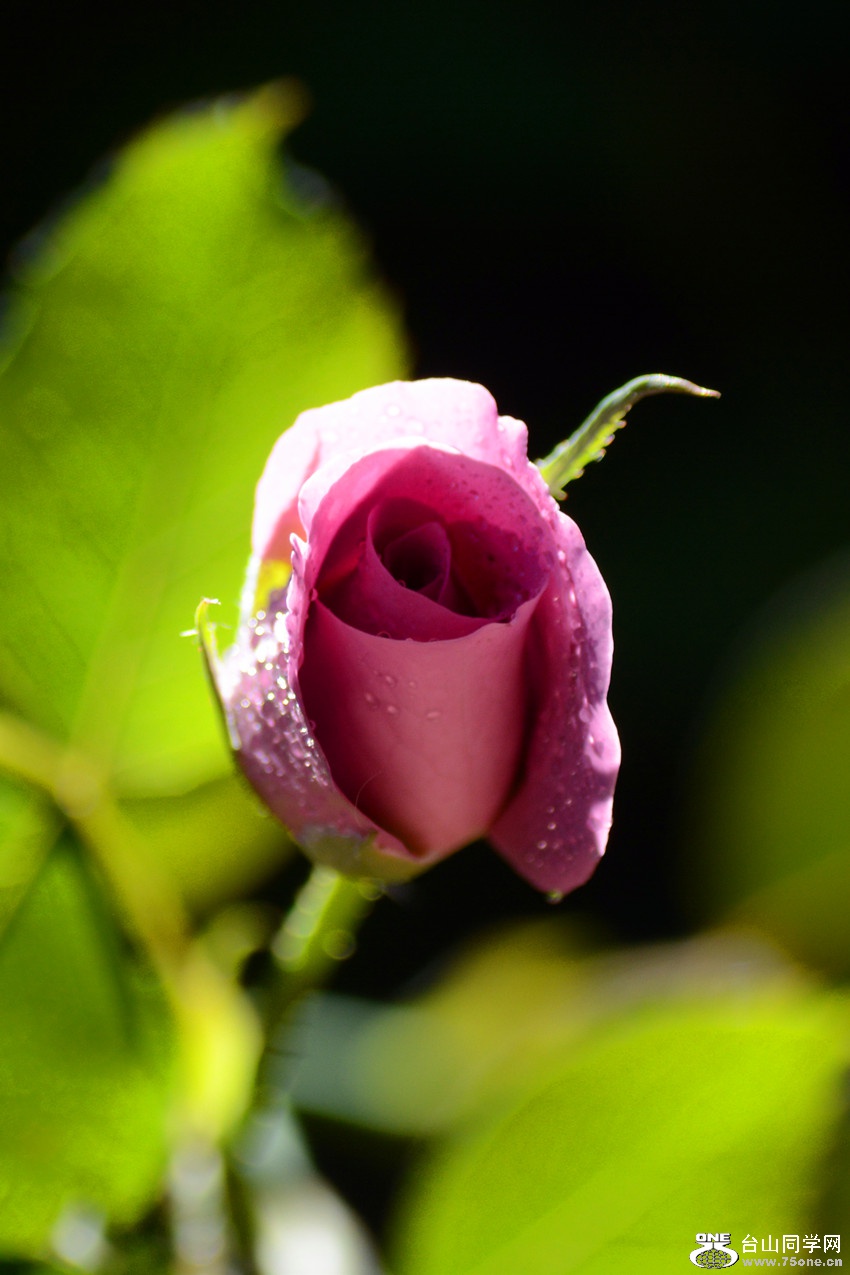 DSC_8739_33.jpg