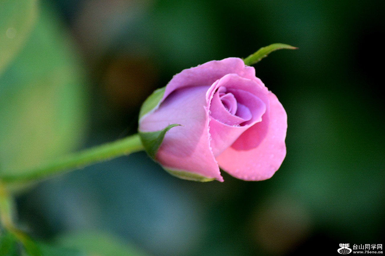 DSC_8726_36.jpg