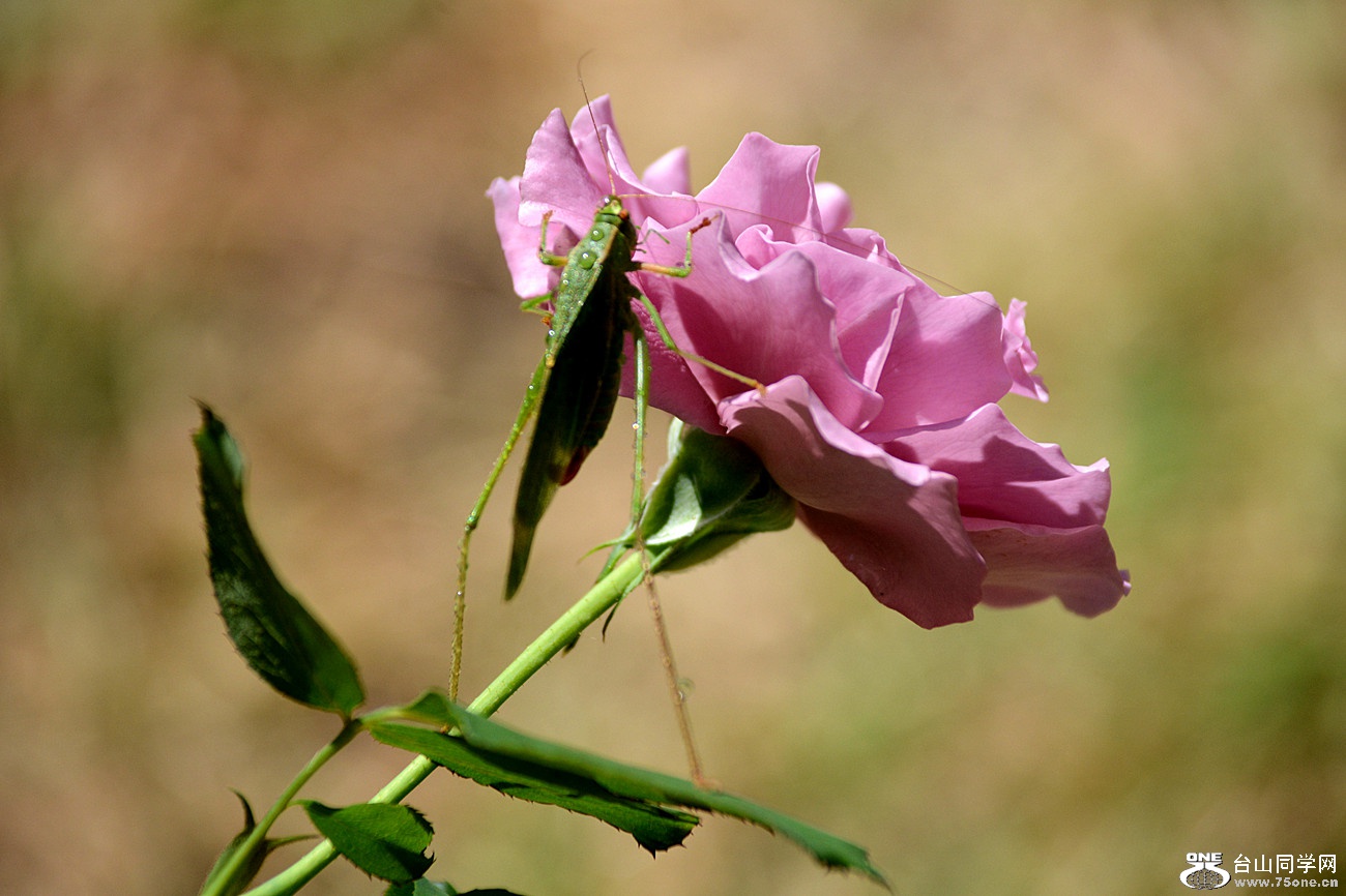 DSC_9050_21.jpg