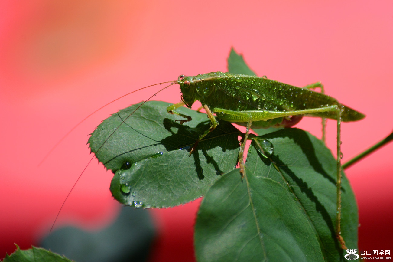 DSC_8932_38.jpg