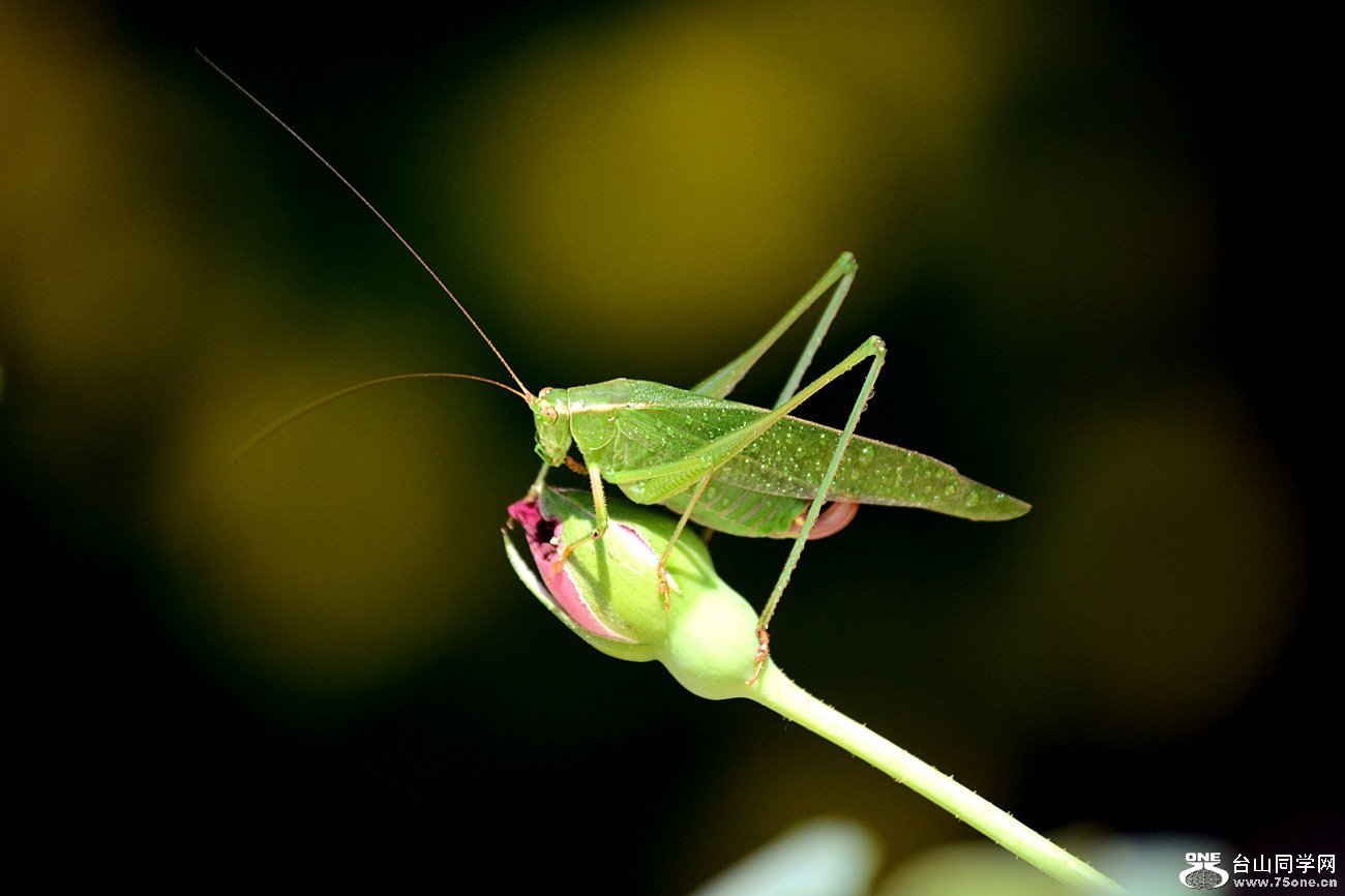 DSC_9143_10.jpg
