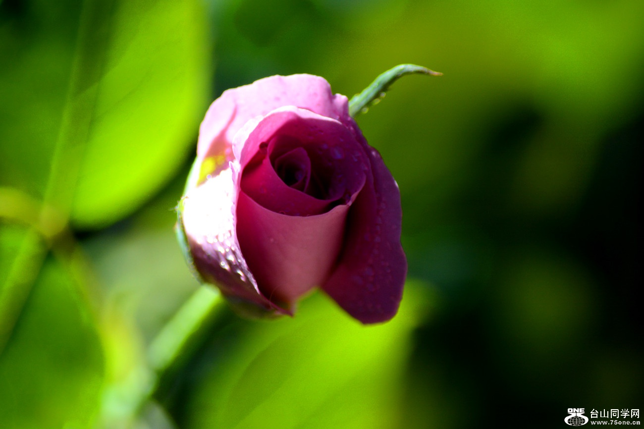 DSC_8752_27.jpg