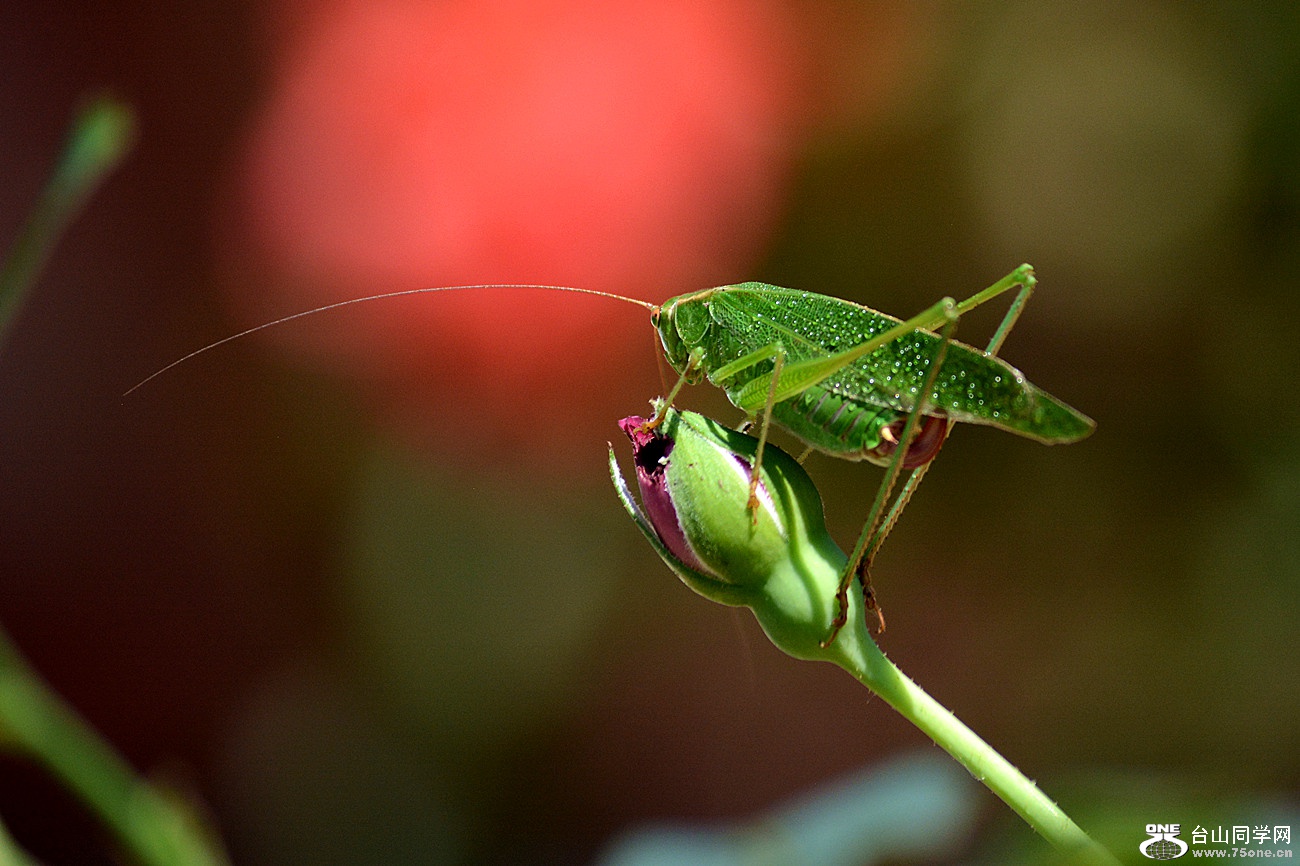DSC_9160_7.jpg