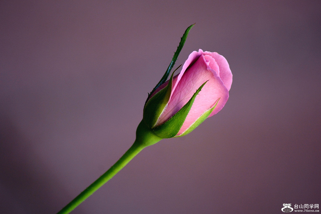 DSC_8700_10.jpg