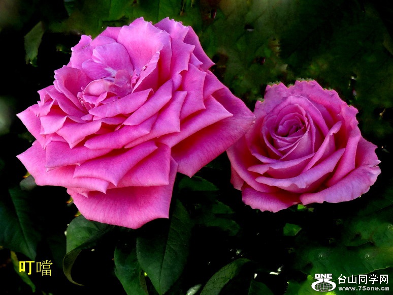 DSC05416a_1.jpg