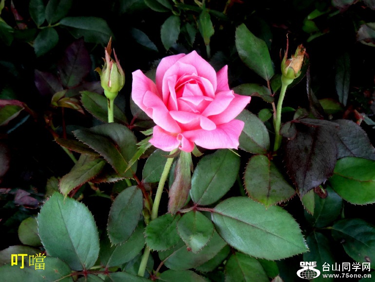 DSC05214aa_1.jpg