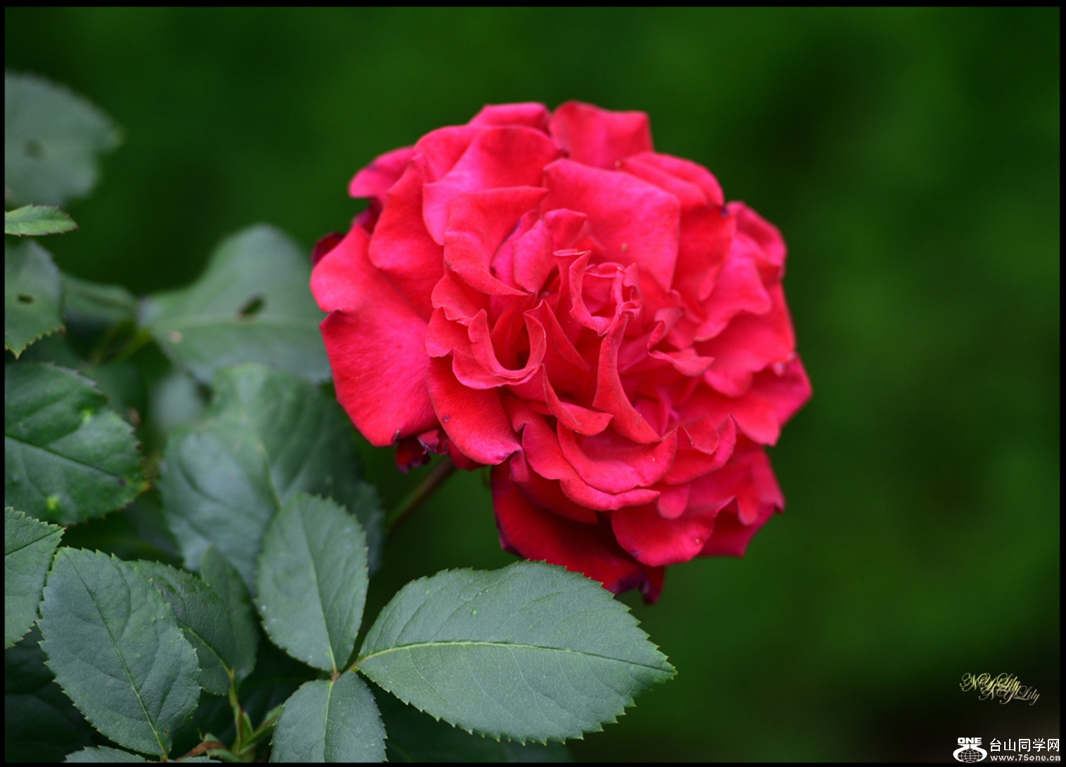 DSC_7232.JPG